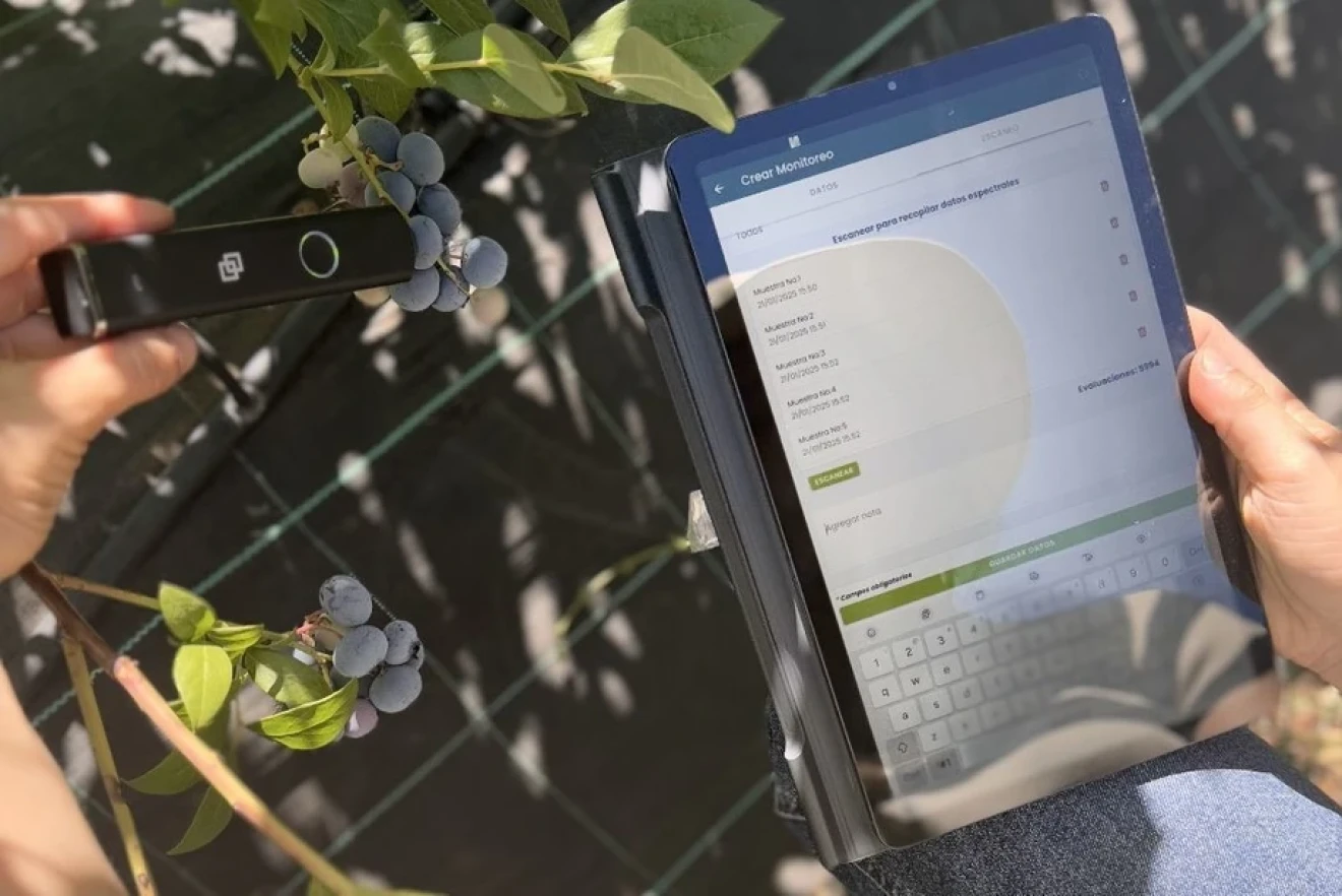 INIA develops Digital Report to improve Chilean blueberry quality and exports-image
