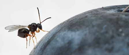 Prosegue la lotta contro Drosophila suzukii e negli USA si studiano nuove strategie-image