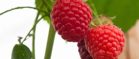 Blueberries and raspberries in Boves: Agrion technical visit to variety trials on 10 July-image