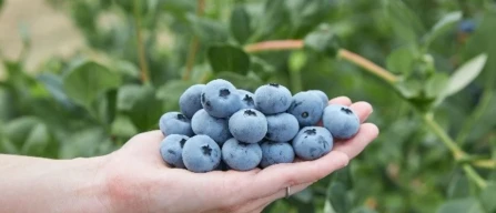 Blueberry bloom: a natural protective coating that matters after harvest-image