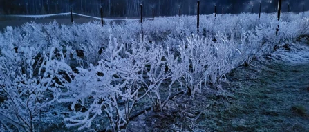 Frosts hit the first blueberries in Poland hard-image