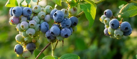 In Portogallo a Santarém il 14° Incontro Nazionale dei Produttori di Mirtilli guarda al futuro del settore-image