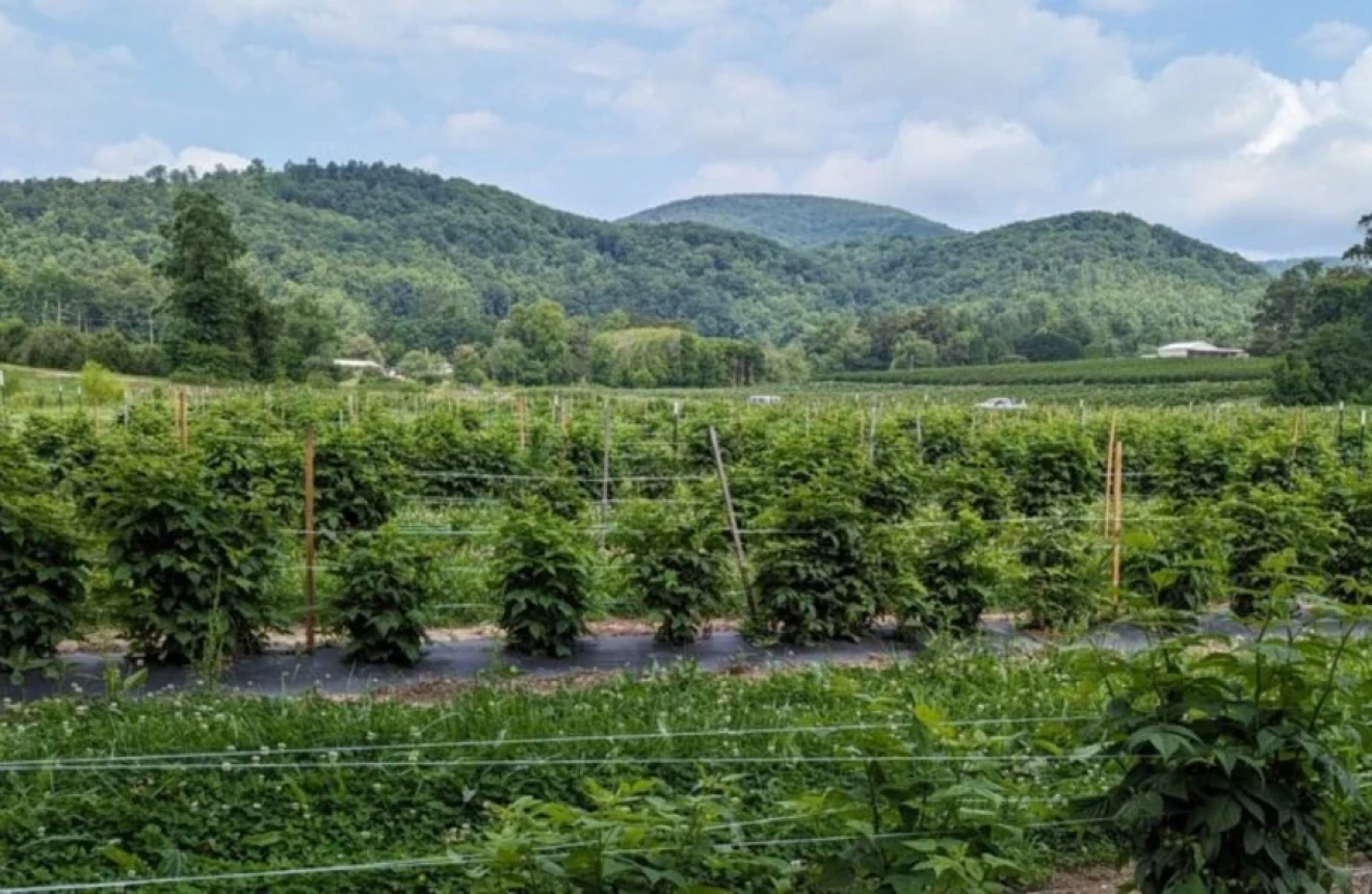 NC University evaluates 10 raspberry cultivars for yield and quality-image