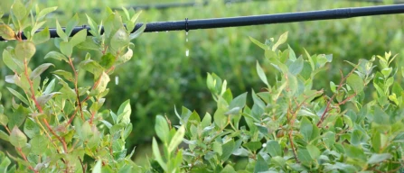 Blueberry Life Cycle Assessment: il progetto USA che misura la sostenibilità dei mirtilli-image