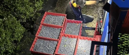 Dalla Serbia al mondo: la raccolta meccanica dei mirtilli con l’aria pulsata BSK-image