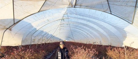 Mirtilli biologici in California: il metodo di Paul Gill-image