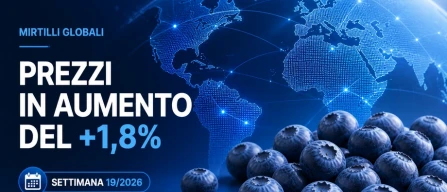 Mirtilli globali, indice prezzi in crescita dell’1,8%: biologico guida la settimana 19/2026-image