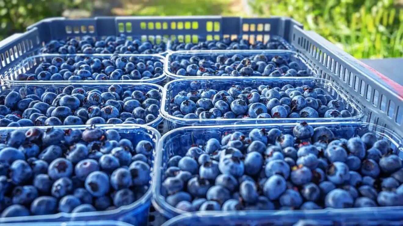 Blueberry demand rising in USA, Europe and Asia: Peru leads exports, Morocco and China gain ground-image