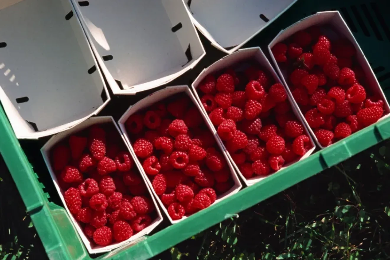 Switzerland: positive harvest forecasts for berries in summer 2026-image