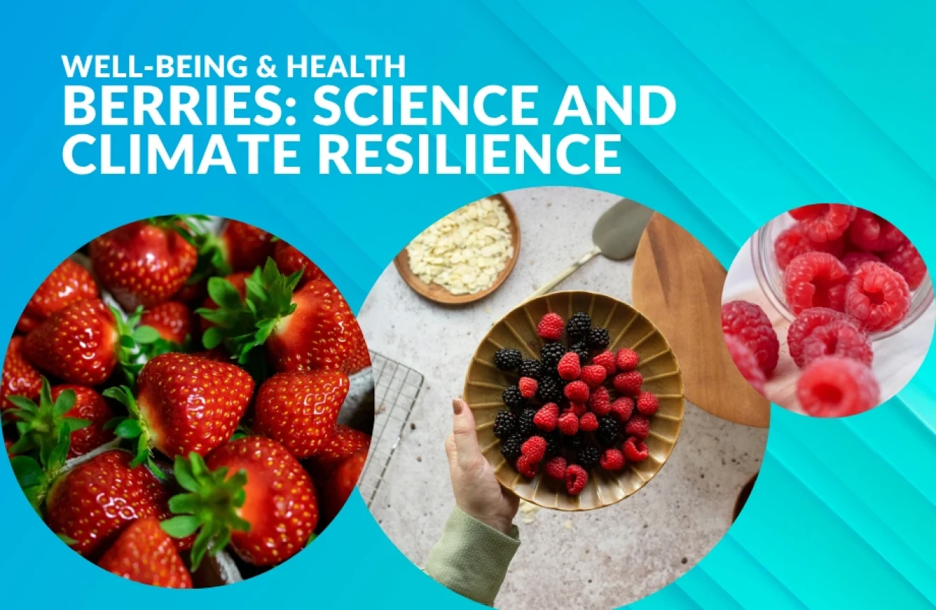Berries: science is making rapid progress in the areas of climate resilience and wellbeing-image