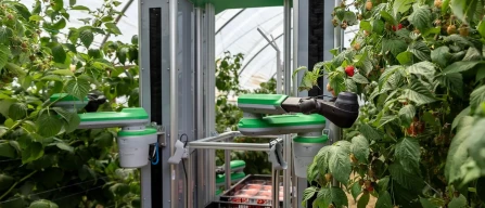 The robot that picks raspberries with the speed and quality of a human-image