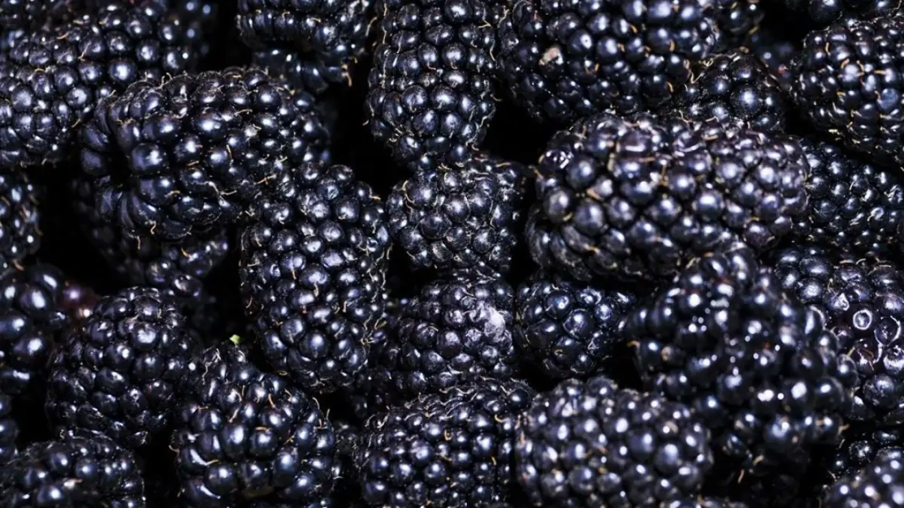 Frozen blackberry exports from Ñuble, Chile up 147% in 2025: Italy among top destination markets-image