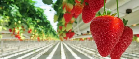 British Berry Growers lancia l'allarme: "Settore da £624 milioni ma serve supporto"-image