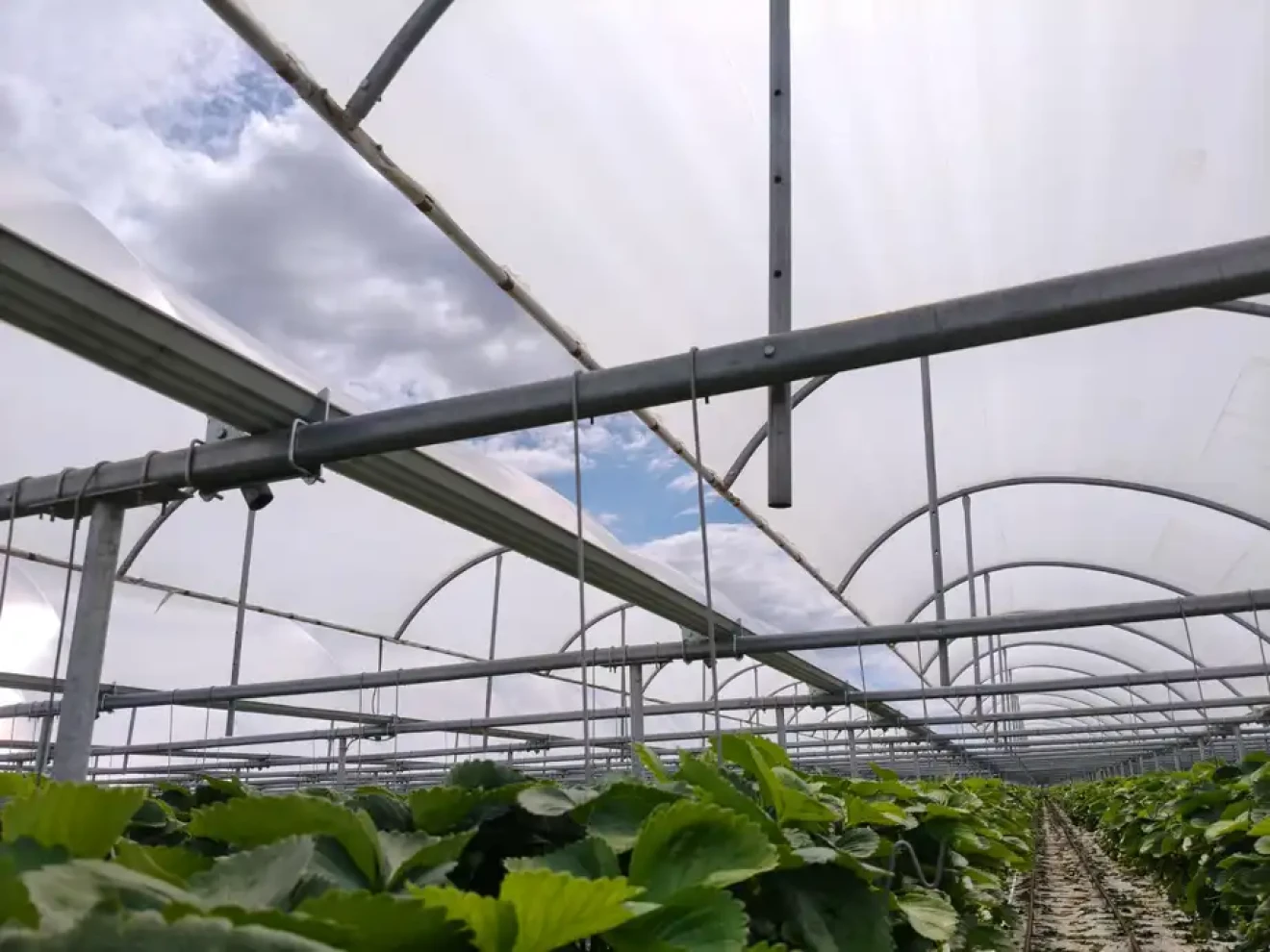 Summer growth in plastic greenhouses: remove the limiting factor first-image