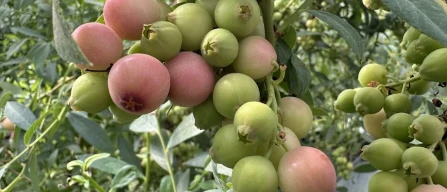 Innovation and variety trials in blueberries: the experience of the Laimburg Centre-image