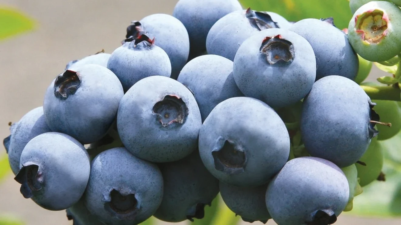 Tre leader globali dei berries uniscono breeding e mercato per guidare l’innovazione varietale-image