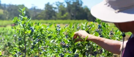 Global blueberry market: rising demand across the US, EU, Peru, Morocco and Africa-image