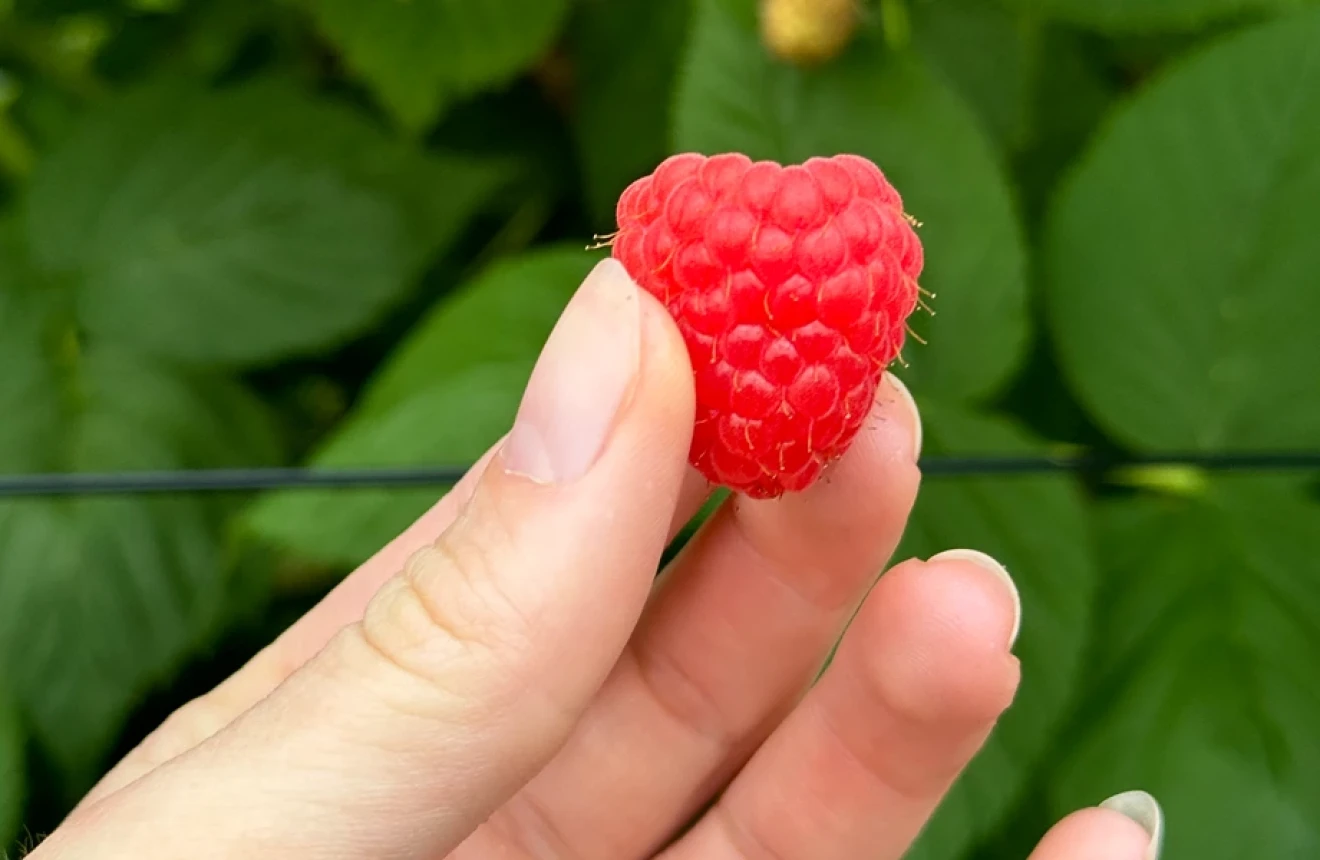 Raspberry genetics in Europe in 2025: from public legacy to proprietary innovation-image