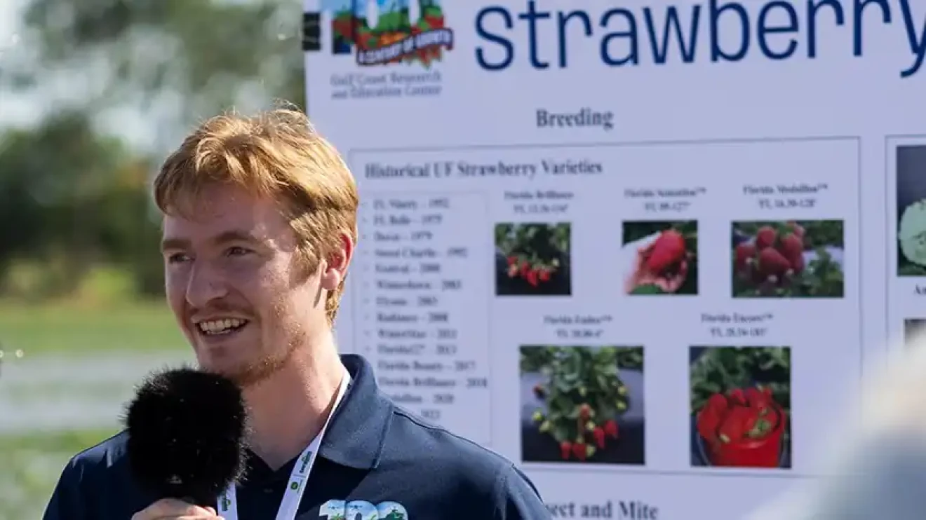 Sweeter and tastier strawberries: DNA research in Florida transforms the flavor of the fruit-image
