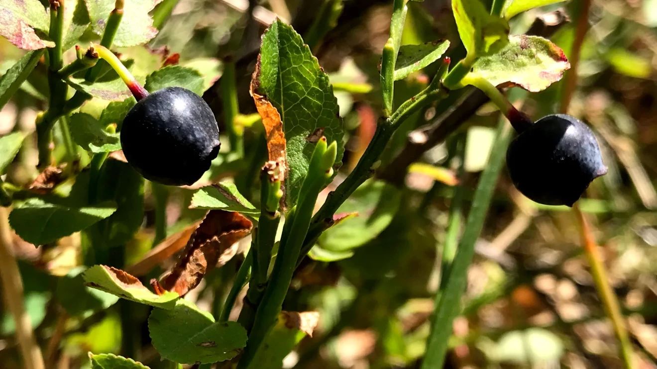 Climate change threatens the health properties of  wild blueberries in Finland-image