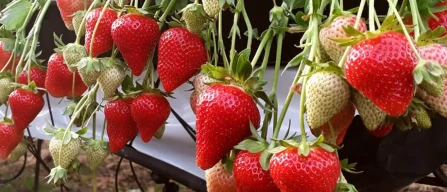 Mattivi porta l’innovazione italiana nel progetto canadese AgXis per fragole e lamponi-image