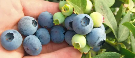Ventura and Sekoya Pop lead Peru's new blueberry map as Biloxi loses ground in global markets-image