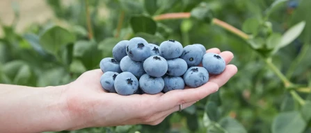 Fall Creek svela SEKOYA Nova: nuovo mirtillo high-chill a Fruit Logistica 2026-image