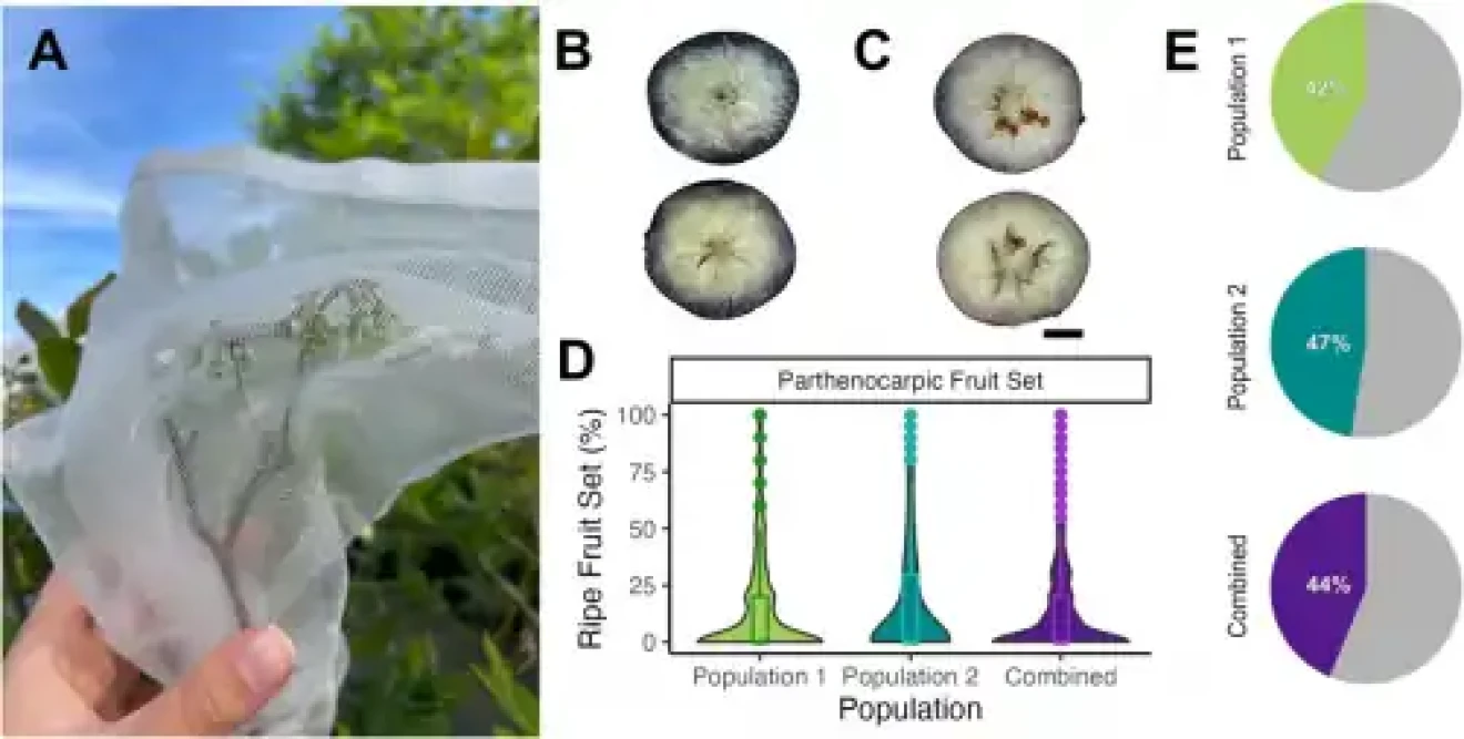 Blueberry parthenocarpy: USA-Brazil 2025 study reveals genetic keys for future breeding programs-image