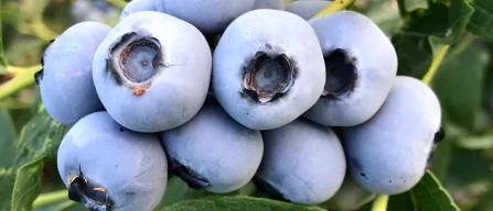 Agronometrics porta a Macfrut 2025 una doppia analisi strategica nel Blueberry Focus-image