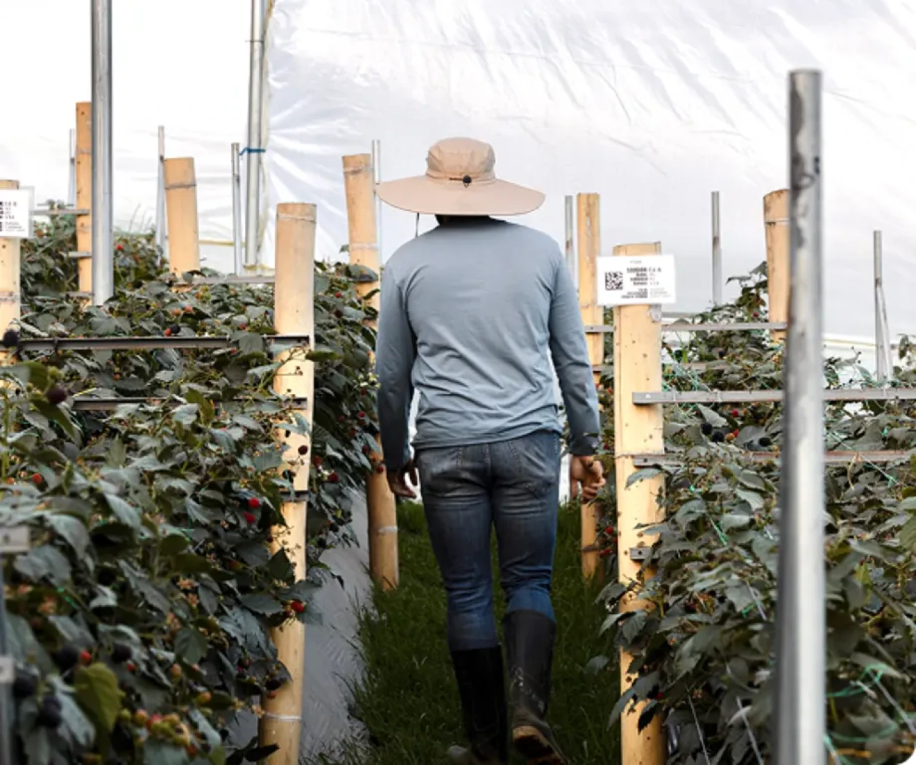 Fontana, the compact bush blackberry variety set to revolutionise yield and production costs-image
