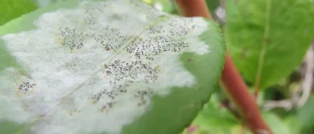 A devastating fungus is spreading worldwide, putting blueberry crops at risk-image