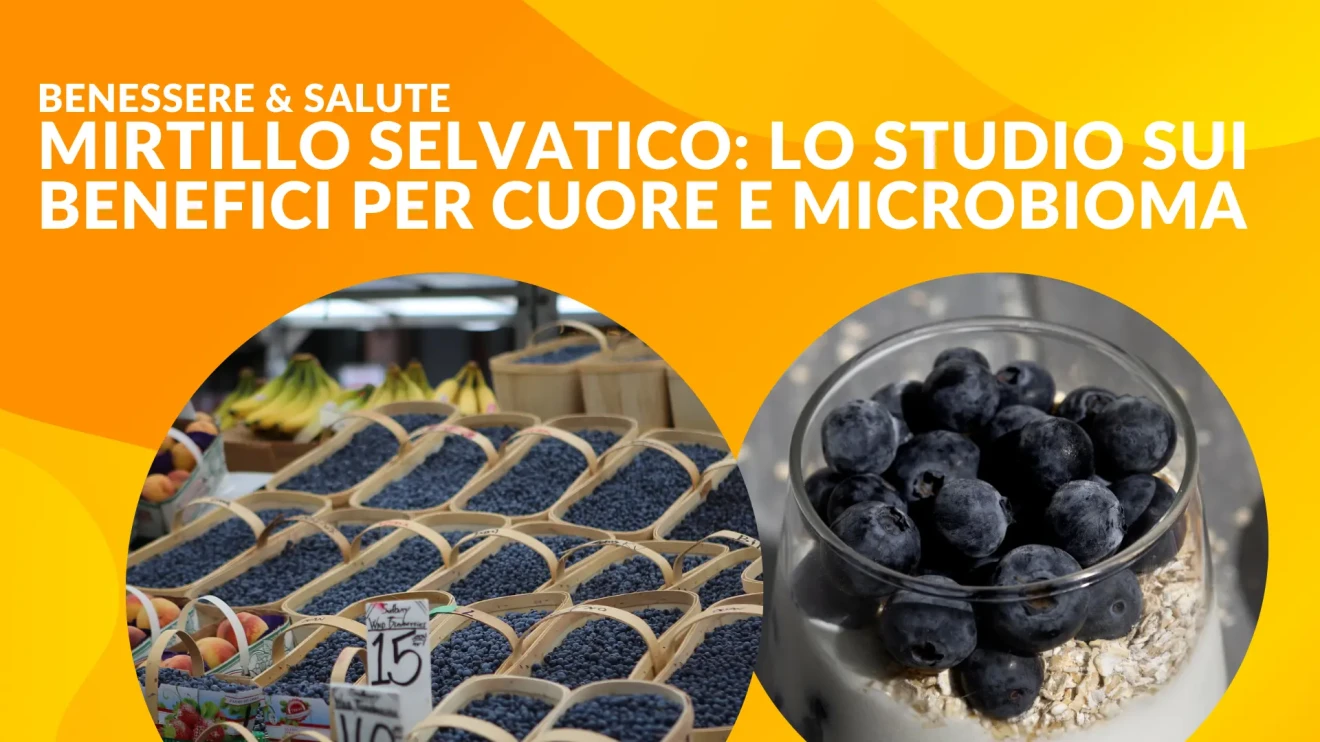 Mirtillo selvatico e salute: lo studio della Florida State University sui benefici per cuore e microbioma-image