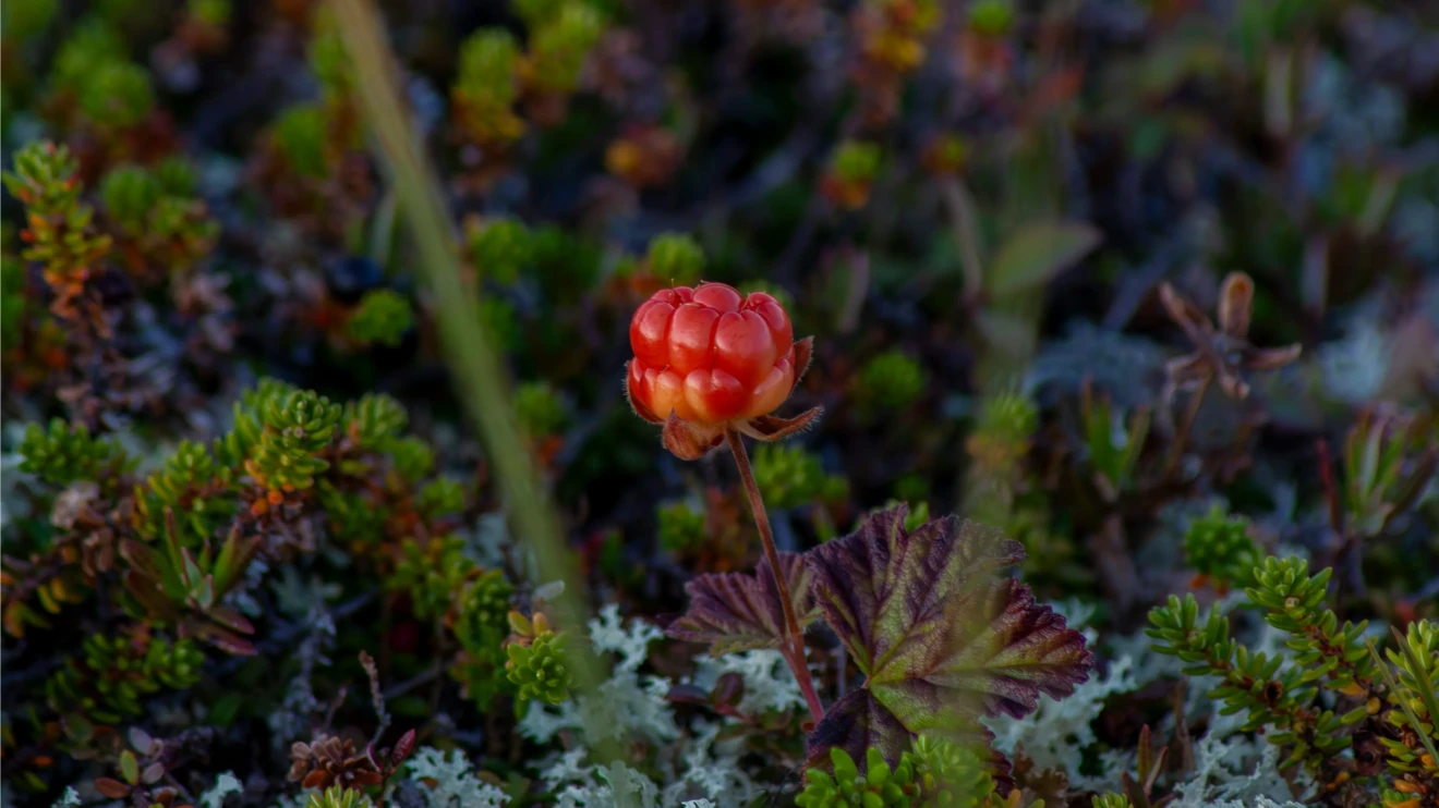 Germany: berries slow down in February, volumes drop sharply while prices rise-image