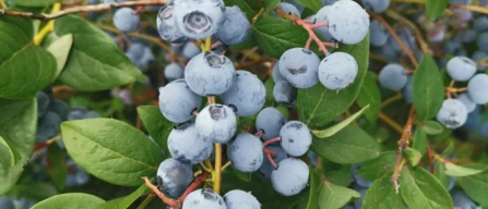 Battistini Vivai: “We look to the future of blueberries with passion and innovation”-image