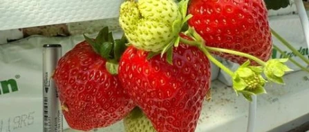 Kubo builds zero-emission high-tech strawberry greenhouses in Canada and Saudi Arabia using Ultra-Clima system-image