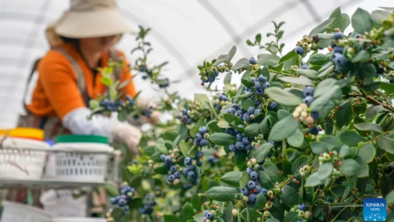 Cina, boom mirtilli nello Yunnan tra export e crescita-image