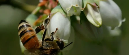 Cross-pollination improves blueberry quality and accelerates ripening-image