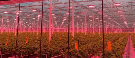 Royal Berry acquisirà Dutch Berries: nasce un polo da 110 ettari per le fragole olandesi-image