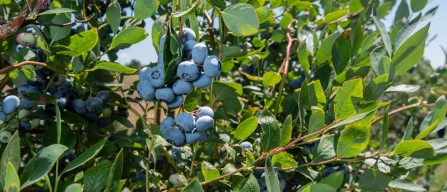 OSU Blueberry Field Day: varieties and safety-image