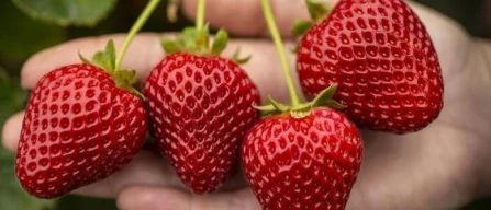 Egitto e Giordania in prima linea con le nuove fragole UC Davis-image