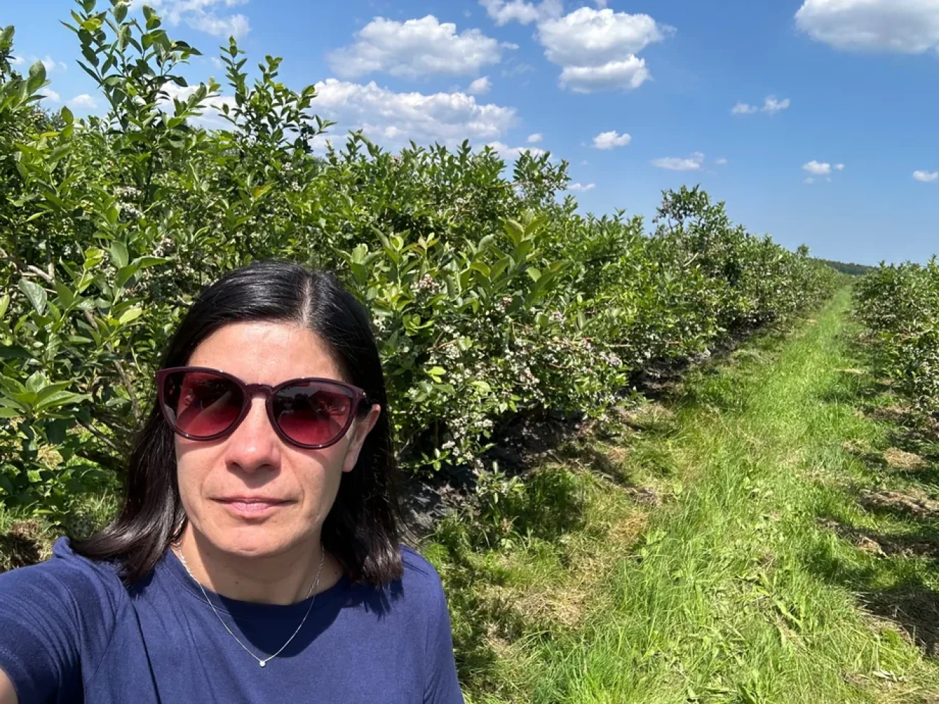 Il momento ideale per la raccolta: nuove criticità per i mirtilli-image