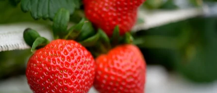 Innovation in the field: the June-bearing Strawberry Meeting in Boves with new varieties and pomological exhibition-image