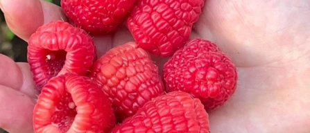 Easy Rose, the new raspberry from Lucchini Berries with high agronomic plasticity-image