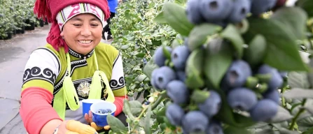The ‘China Blueberry Chip Revolution’ begins: Dalian University unveils new Made-in-China blueberries-image