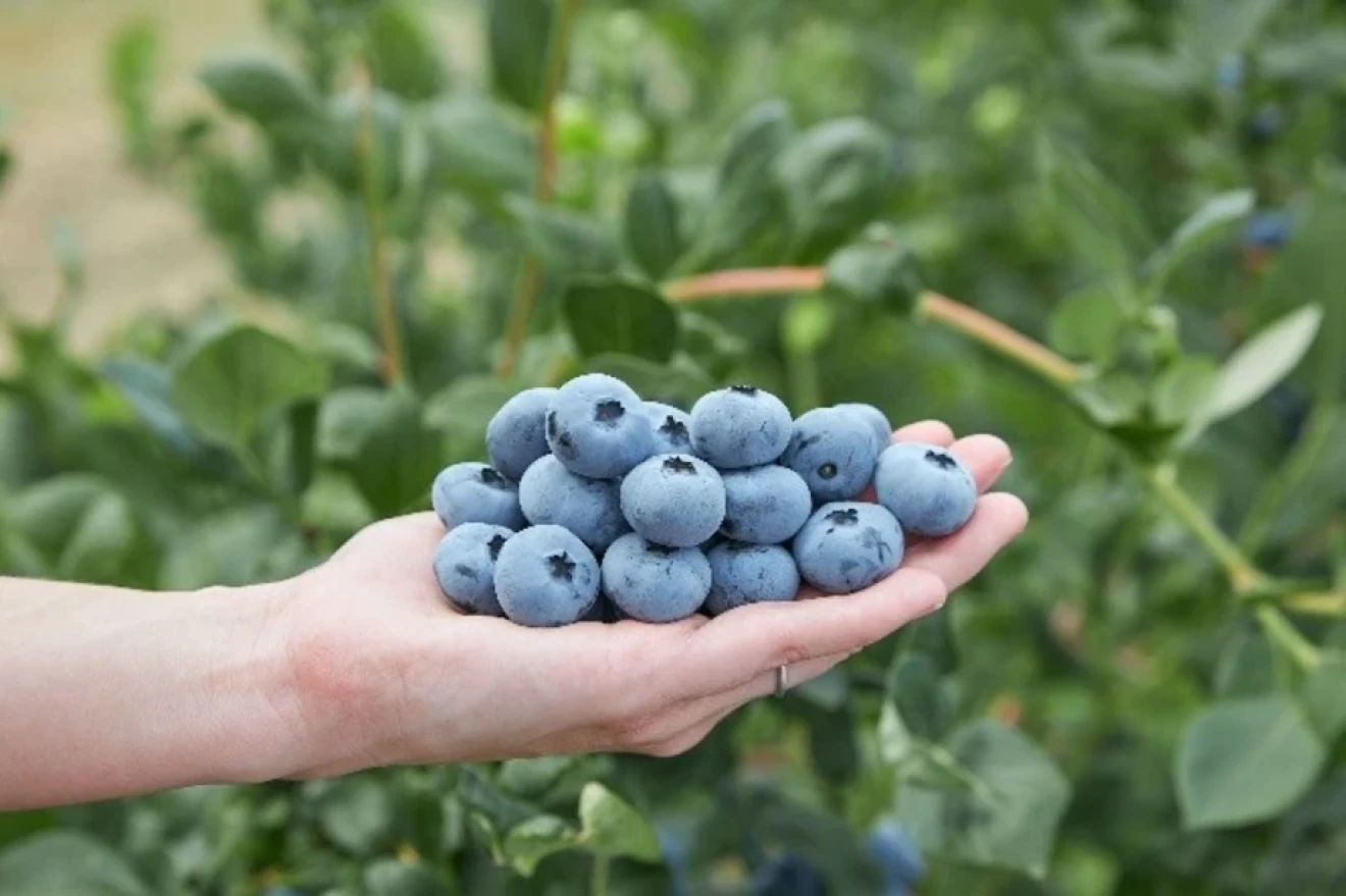 Blueberry bloom: a natural protective coating that matters after harvest-image