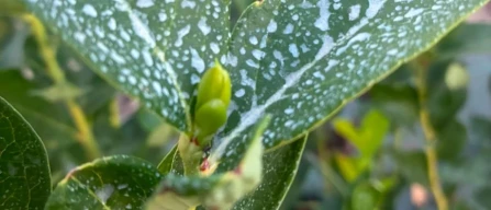 Leaf brix in berries: when a simple number reveals a complex plant story-image