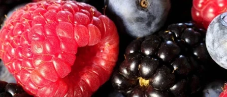 Lidl named Retailer of the Year 2025 as UK berry sales surge 46%, says British Berry Growers-image