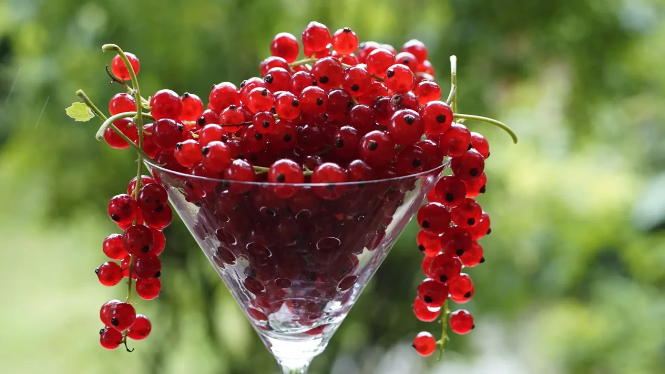 Redcurrant prices plunge: -8.9% in Week 47/2025 across online retail-image