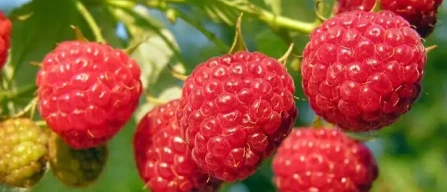 CRISPR nei lamponi: primo successo nel Regno Unito, svolta per la genetica vegetale europea-image