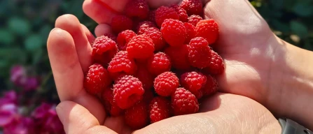 Berry prices in Italian online retail: blueberries +8.3%, raspberries +3.7%-image